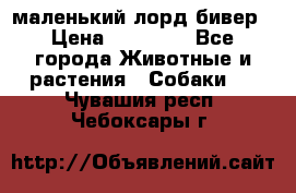 маленький лорд бивер › Цена ­ 10 000 - Все города Животные и растения » Собаки   . Чувашия респ.,Чебоксары г.